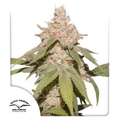 Auto SFV OG, Фасовка: 3
